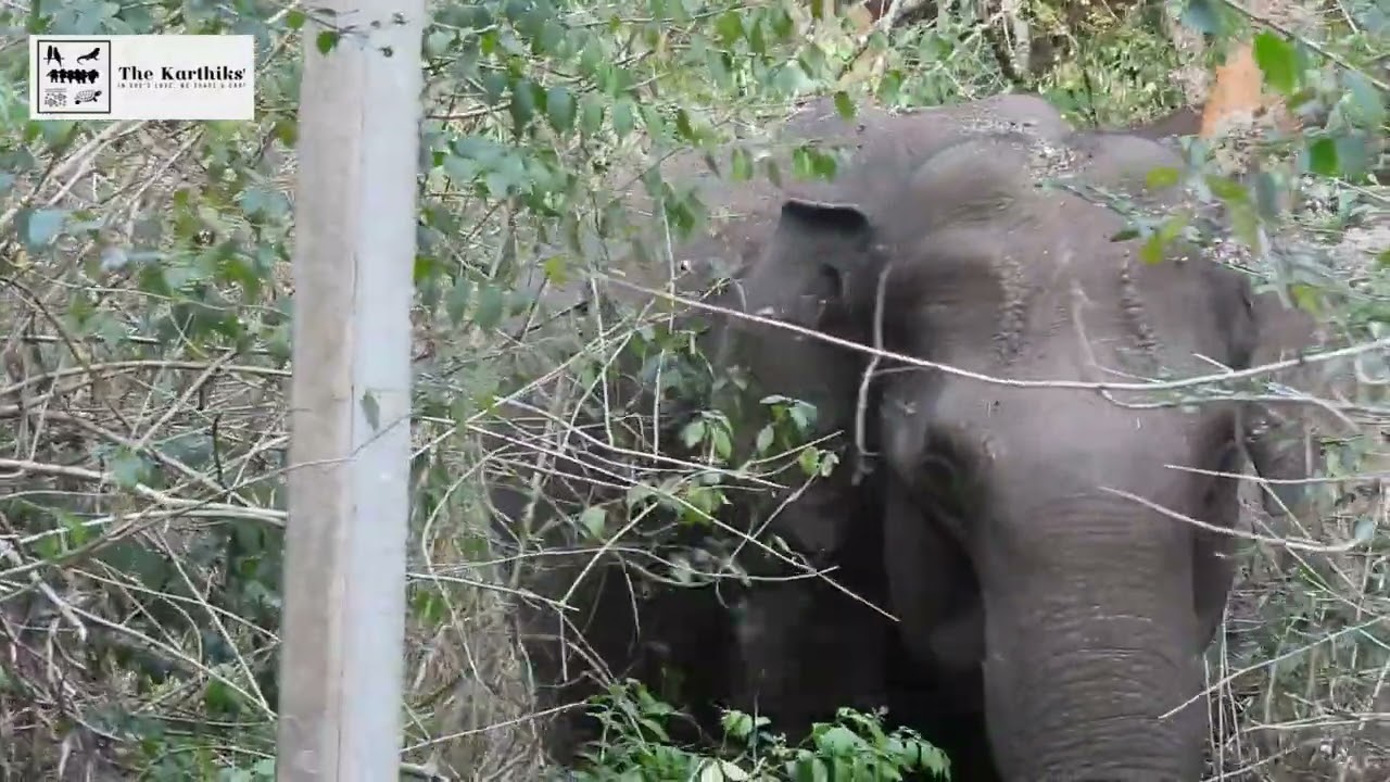 A Safari attempt enroute PG Palya