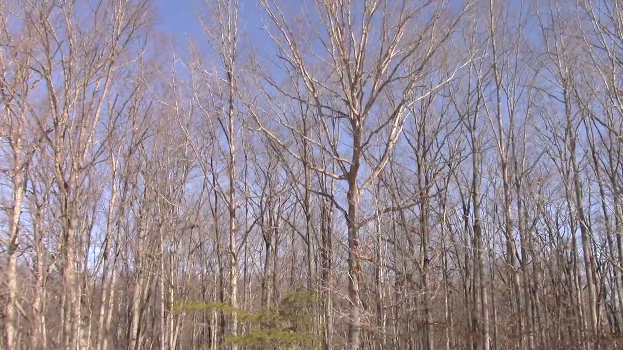 Windy Day Time Lapse