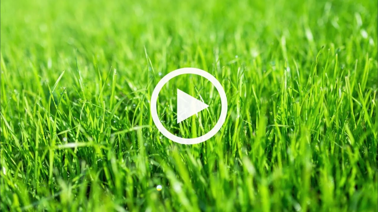Sudden Impact for Lawns + POPUL8... liquid!