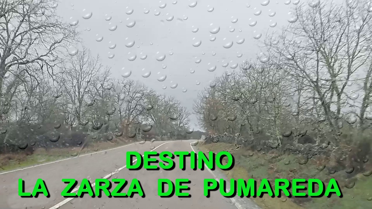 TARDE en LA ZARZA