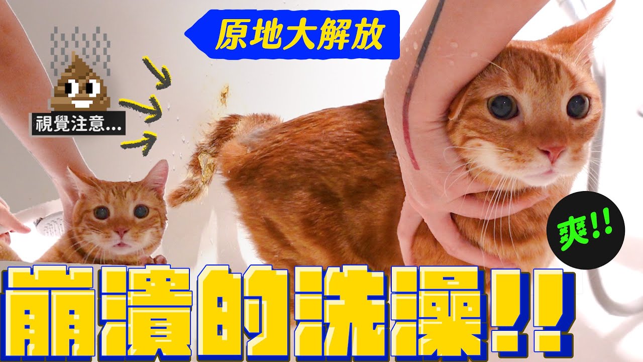 屎尿大解放！拉姆突如其來的洗澡｜宇宙猫咪🐾