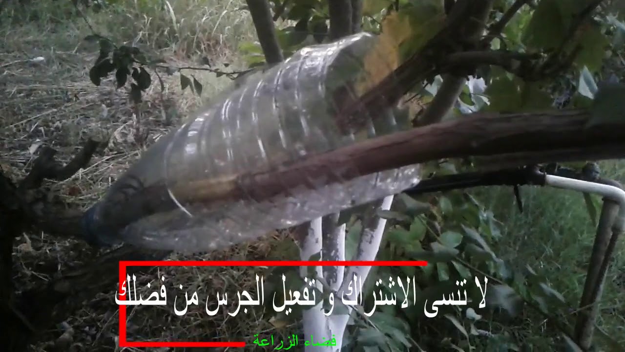 الترقيد الهوائي للعنب  marcottage aérien de la vigne