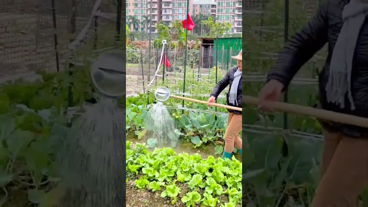 Farmer watering lettuce plants using handmade irrigation tool carefully