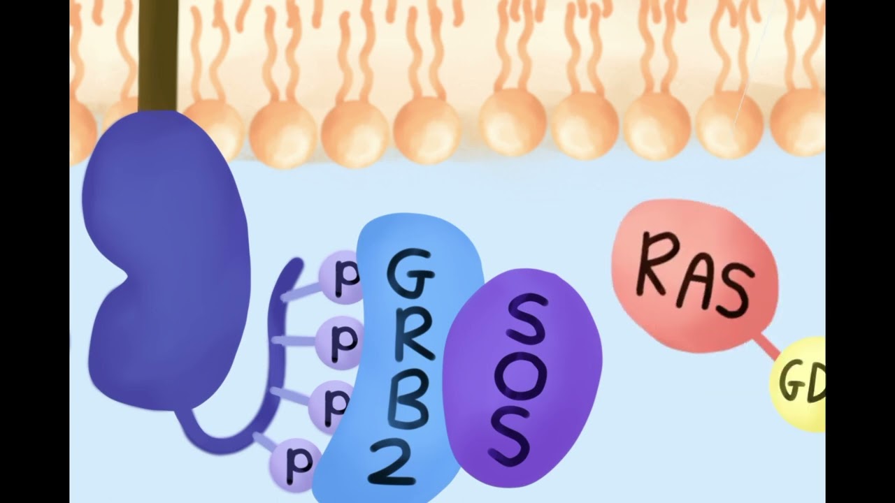 EGFR/Ras Pathway Relay Race