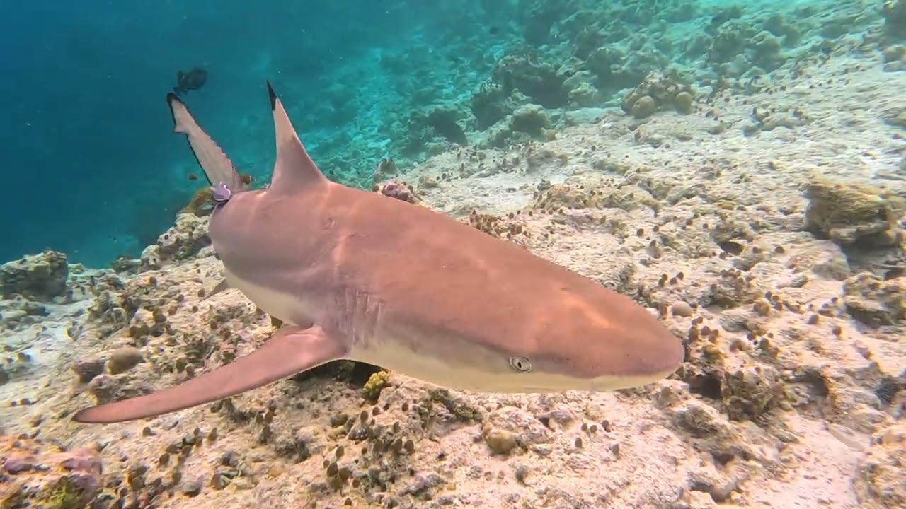 Safari Island 2024 4K Maldives