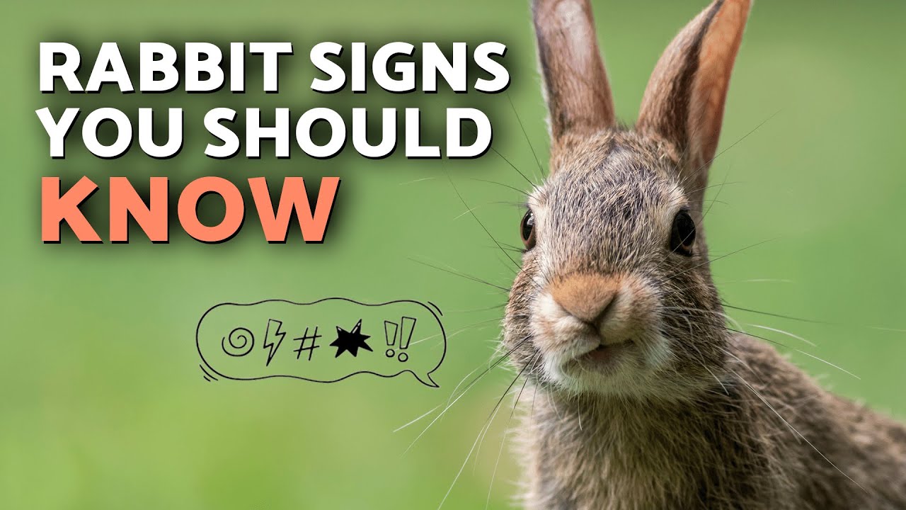 What is Your RABBIT Trying to TELL YOU? 📣🐰 Rabbit BODY LANGUAGE & BEHAVIOR Explained