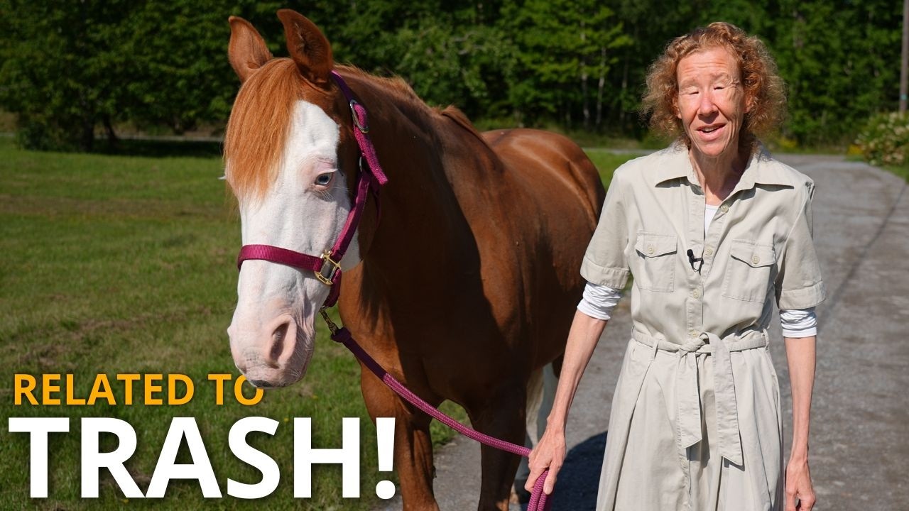 Meet the stallion I rebreed Lavendel to | Foaling Season Episode 13