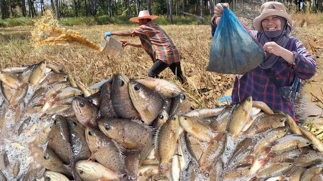 ป๊าดเลาะท่งหากบมาพ้อปลาข่อนอยู่ข้างแจนาน้อยๆปลาหลายๆ