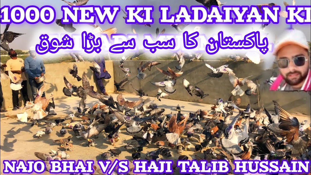 2 kabutar kam |💥Najo Bhai V/S Haji Talib Hussain | 500 500 Gola Kabootar k ladaiyan 2025 | 5 day 