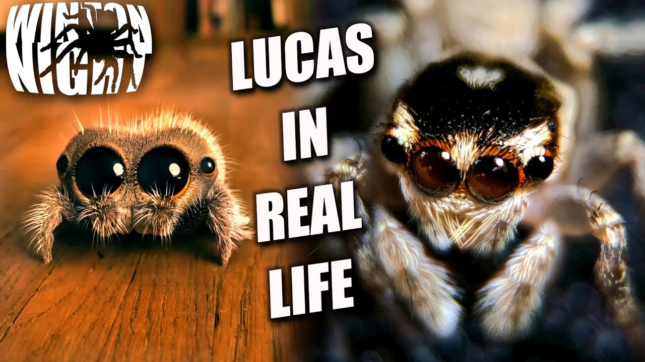 The Real Lucas The Spider! Jumping Spider