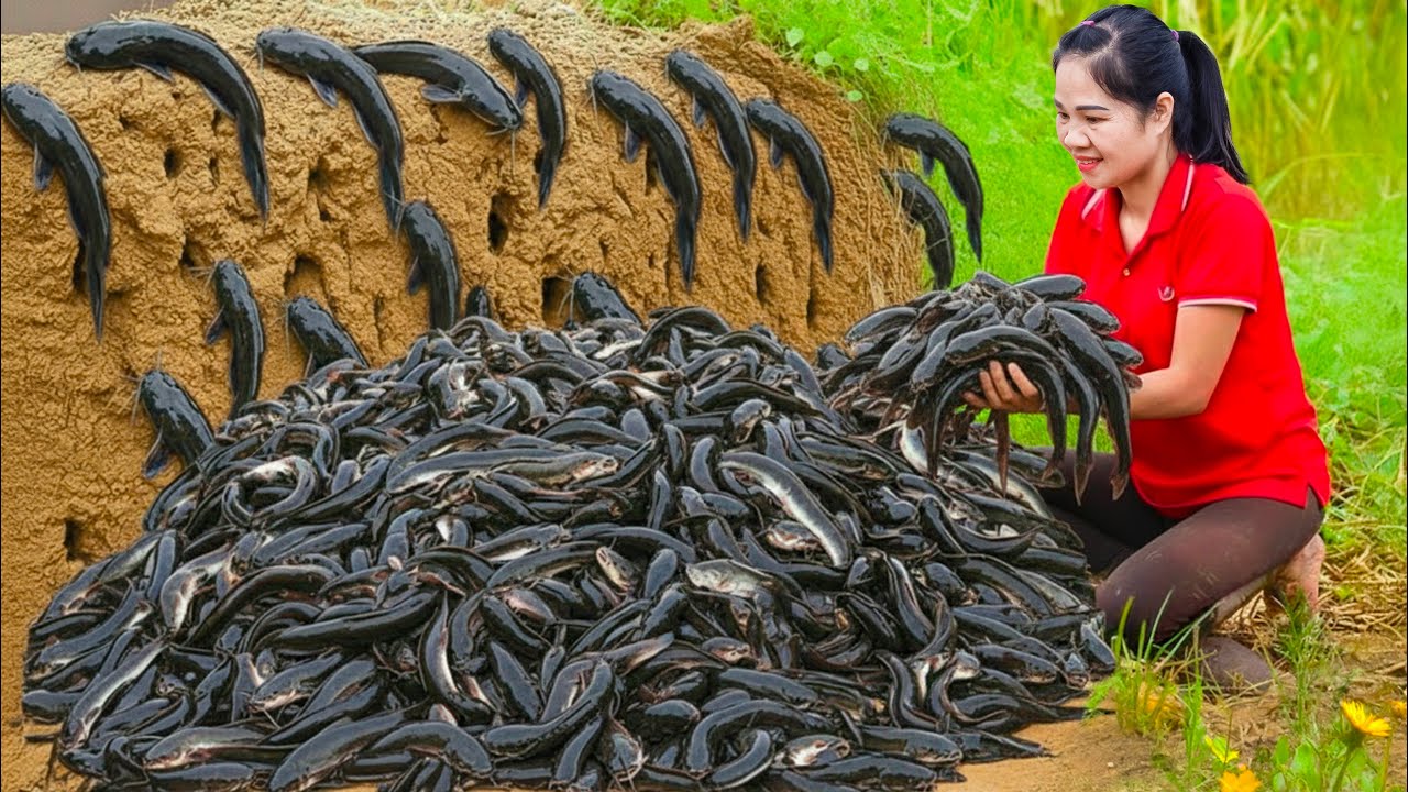 Harvesting Warrior Catfish & Go to Market Sell | More than 10,000 catfish hiding under the duckweed