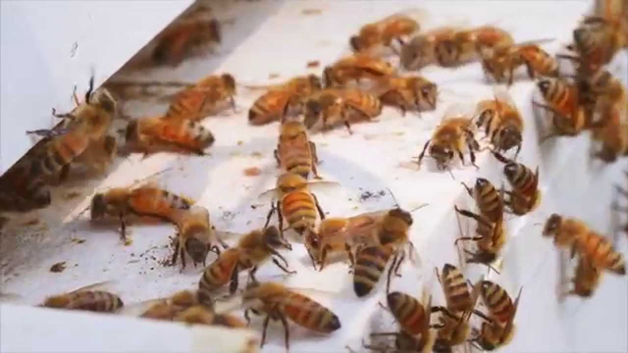 The Buzz on Bees in Michigan Apple Orchards