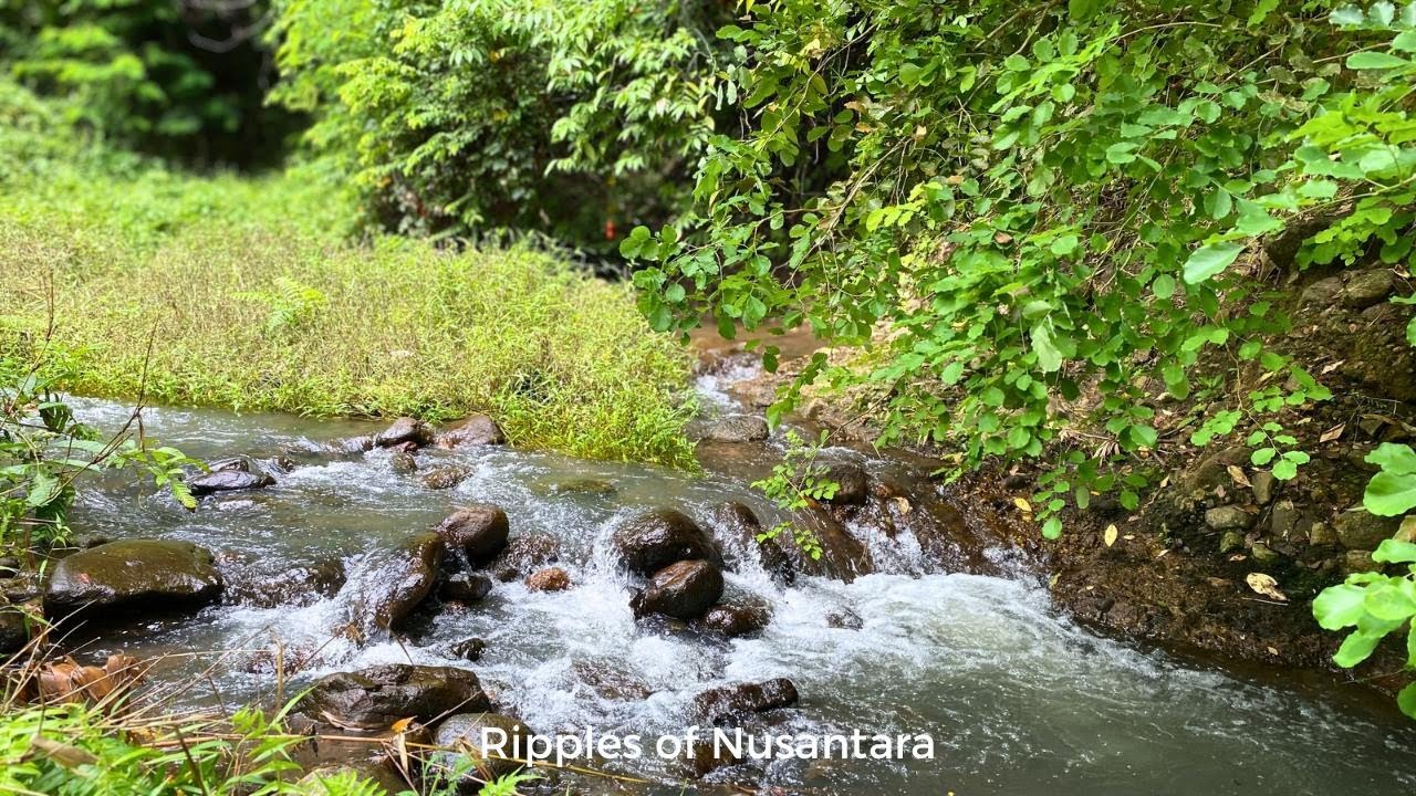 🌿Peaceful Sleep Stream 🌿 | Calm Rocky Water Flow in Quiet Green Forest – Ripples of Nusantara