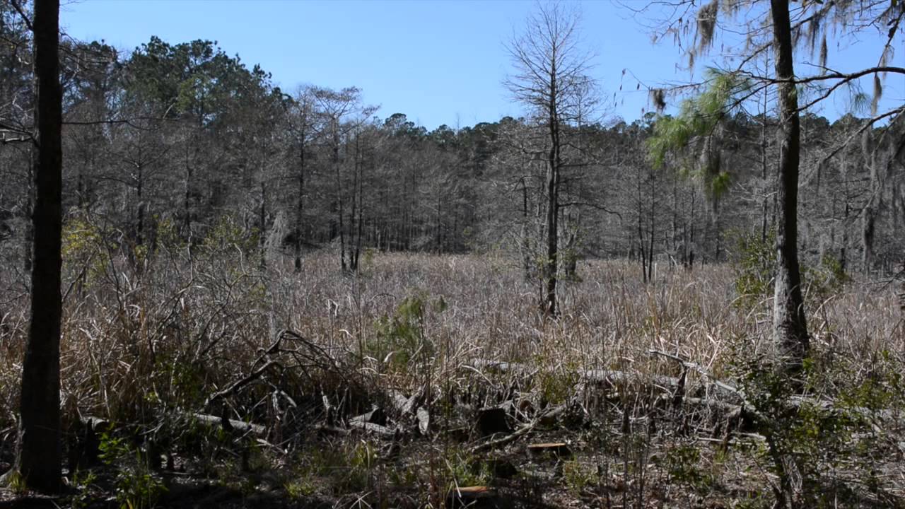 Slave Dwelling Project - Hampton Plantation