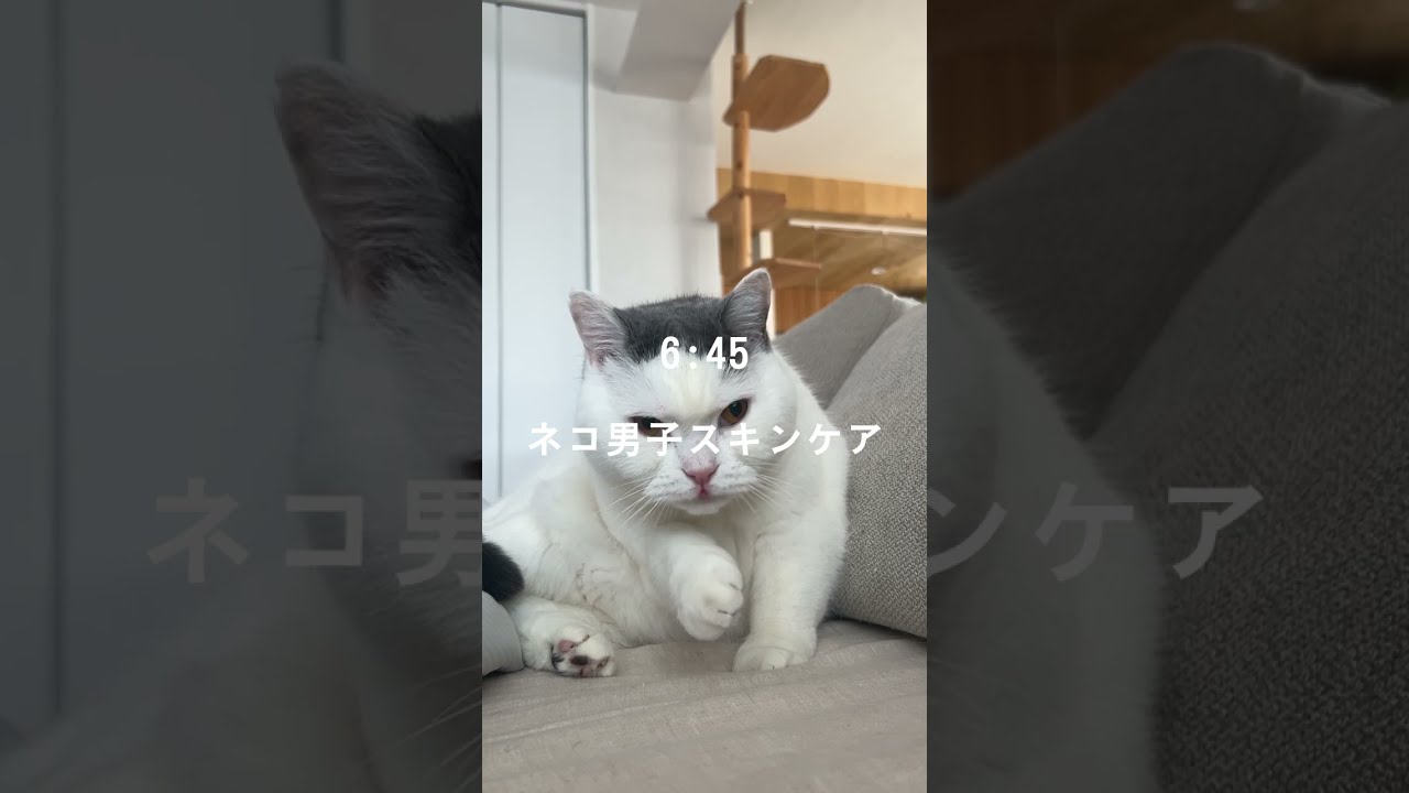 【キャット・モーニングルーティン】美意識高い系ヅラネコ カツヲ編｜Cat Morning Routine