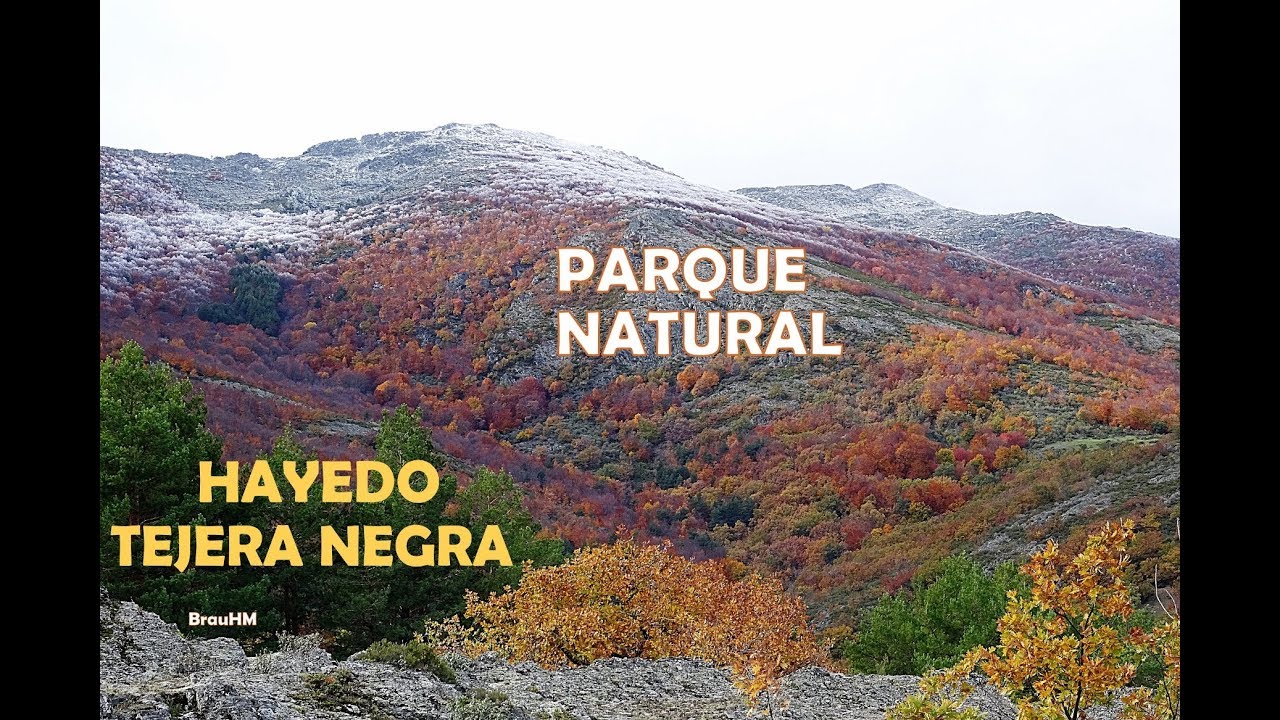 TEJERA NEGRA, un hayedo que surgió del frío, en otoño. P. N. Sierra Norte de Guadalajara, Cantalojas