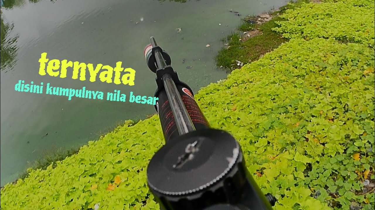 Ternyata disini titik kumpul nila besar berada // paser mania