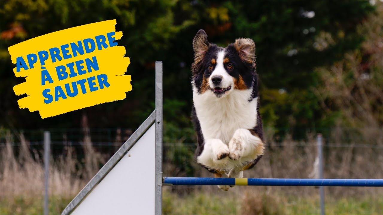 TUTO AGILITY: l'exercice indispensable pour bien sauter