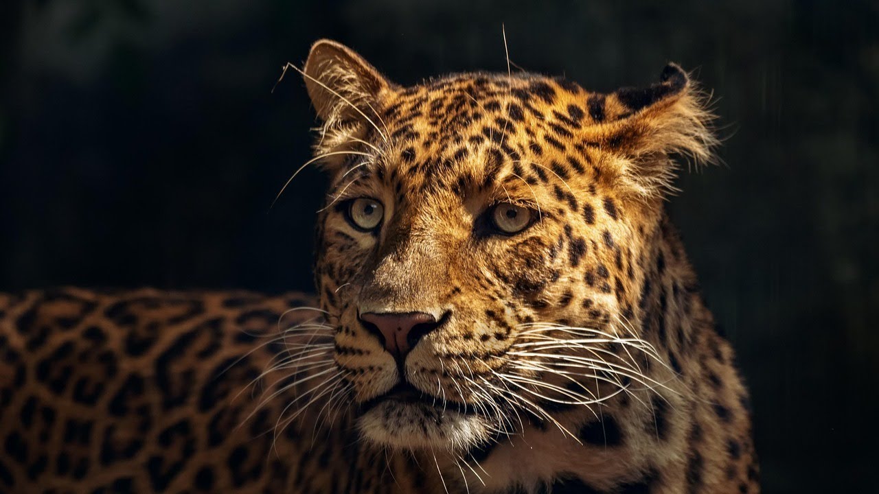 🐆 L’Animal de Pouvoir du JAGUAR et la Roue de Médecine Inca