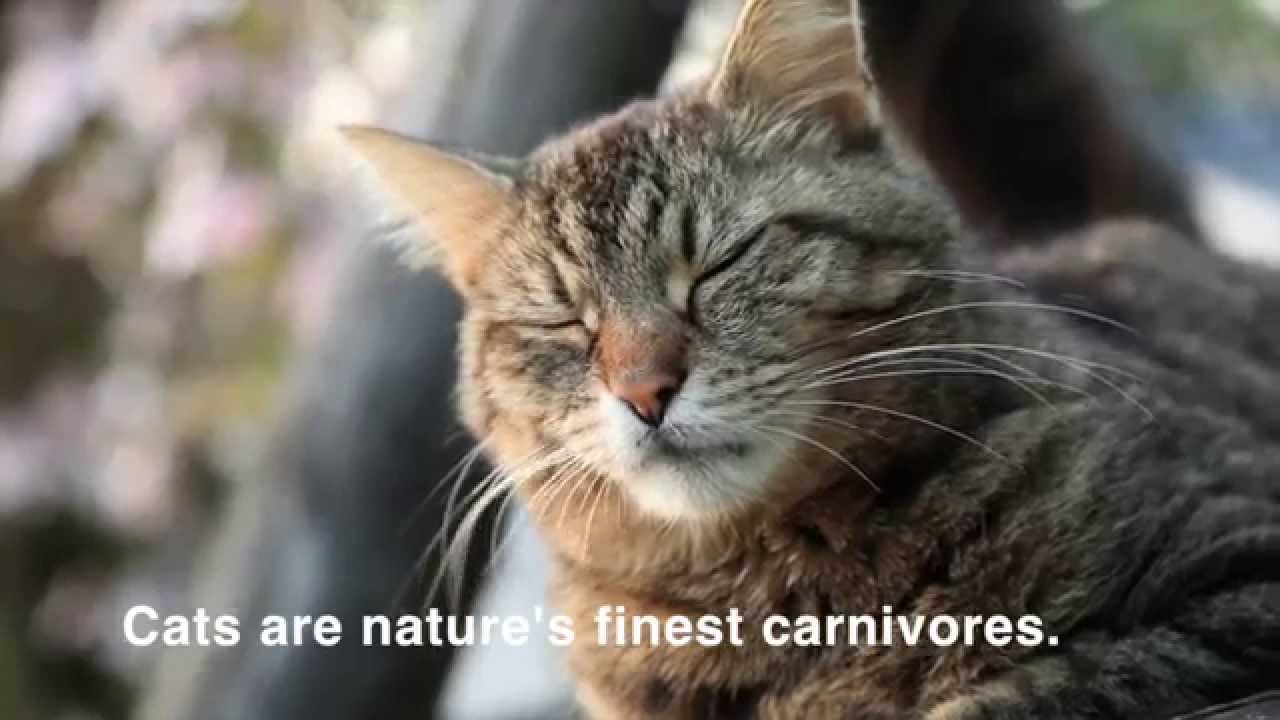 Allprovide fresh cat food