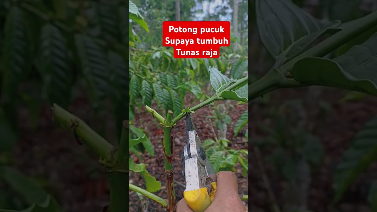 Potong pucuk supaya tumbuh tunas raja di bawah sirip #kopirobusta #shots #pertanian #kopi #berkebun