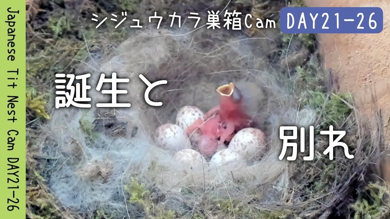 孵化、そして命の選別。ワンオペ母鳥の献身と決断 | シジュウカラ巣箱Cam DAY21-26
