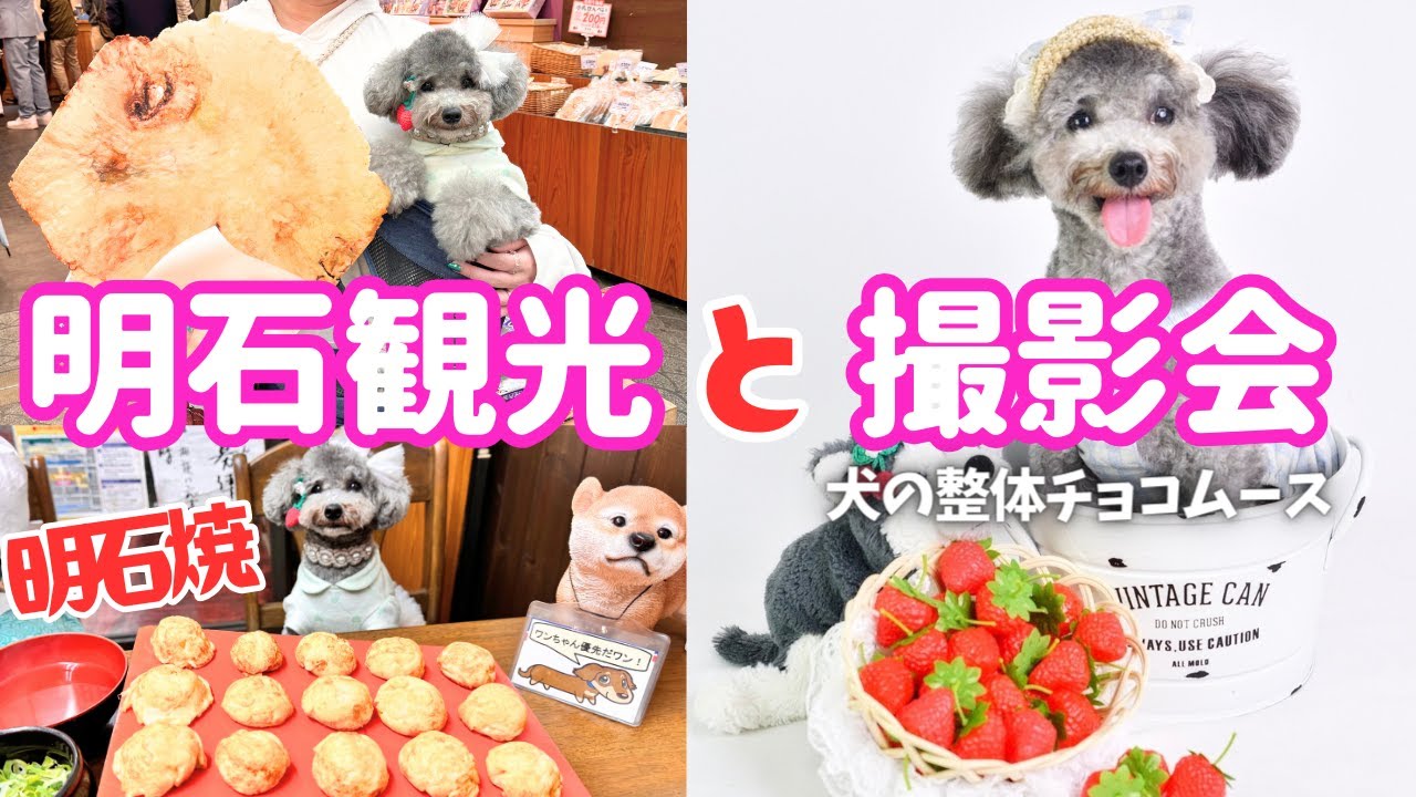 愛犬と明石観光と撮影会に行ってきたよ！明石焼に本わらび餅堪能！【犬の整体チョコムース 】