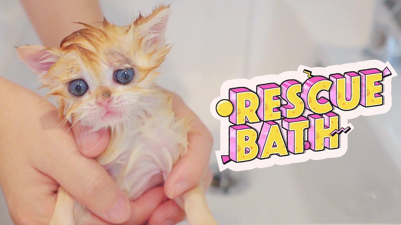 Первая ванна для спасательного котенка | Лечебная ванна для кошек от стригущего лишая