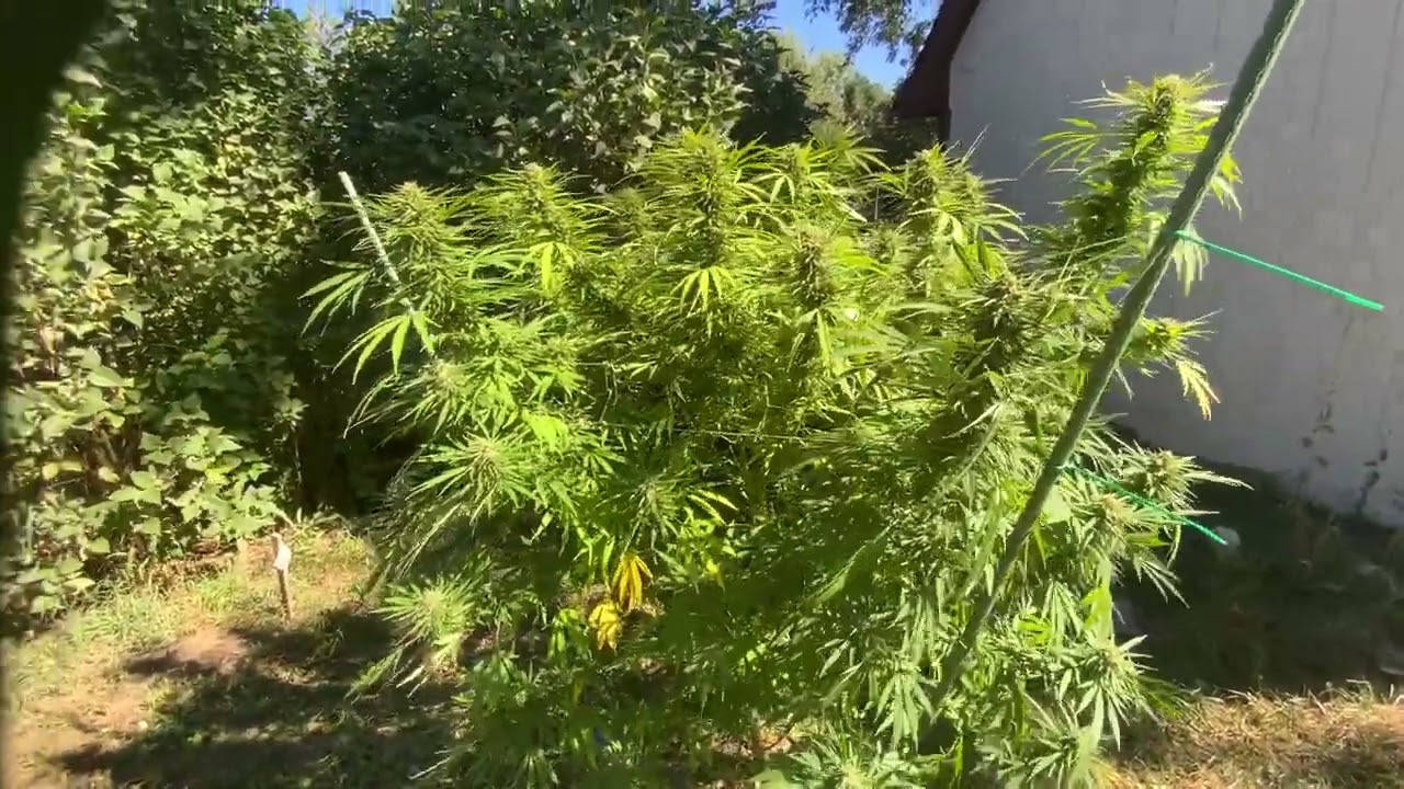 Michigan outdoor grow #Northernleafseeds