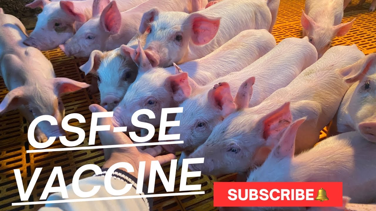 CSF.SE vaccine (Pigs of 45 to 60 day)
