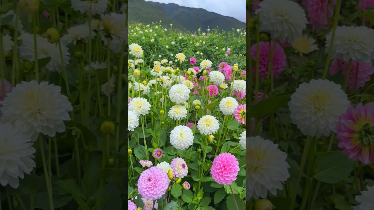 Beautiful dahlia flowers.😍 ||#dahlias #dahliacollections #nature #flowers