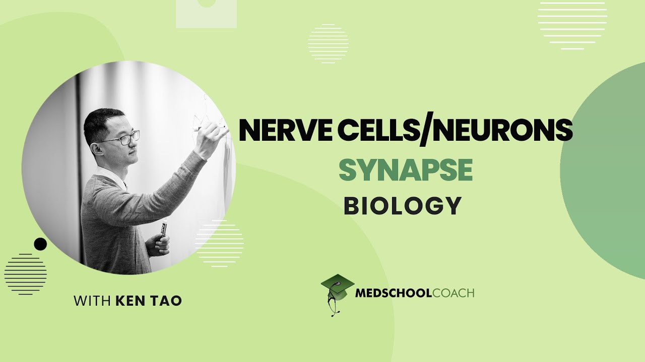 Synapse
