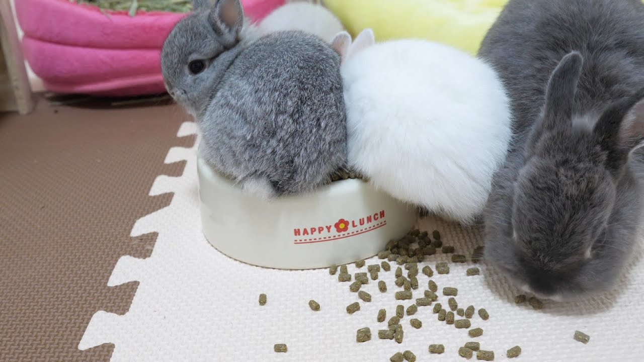 我が子がこぼしたごはんを掃除機のように食べるママうさぎ【ネザーランドドワーフ】