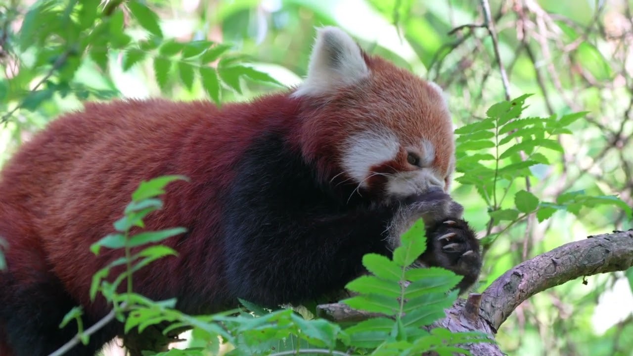 wild animal species! animals, wildlife, wildanimals #bbcearth