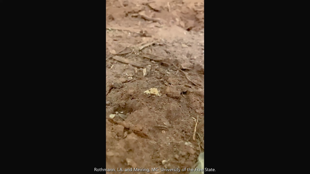 Sclerotinia sclerotiorum ascospore release