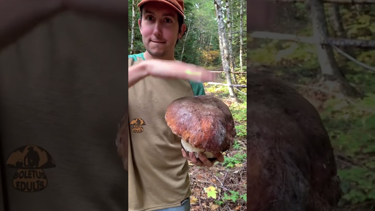 Saison des c&egrave;pes 2023, beaut&eacute; XL du jour ! #shorts #champignons #c&egrave;pes #steinpilze #cueillette #asmr