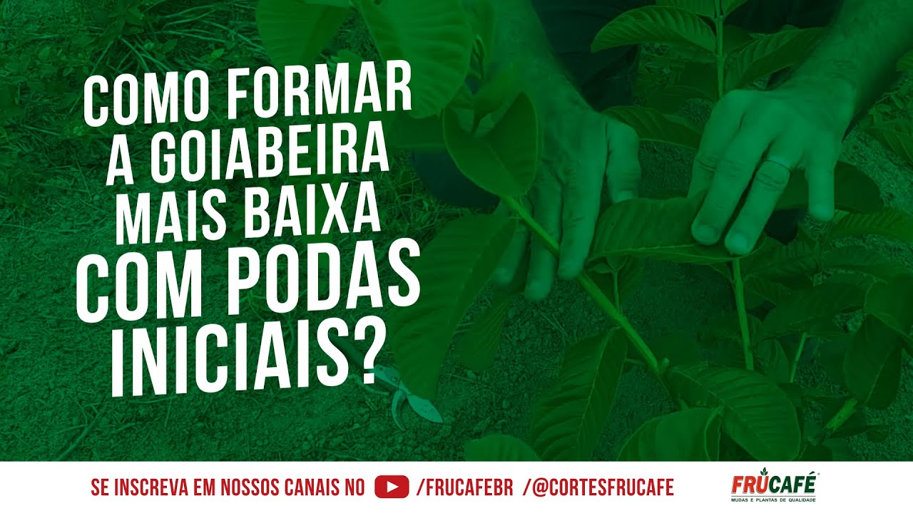 Como Formar a Goiabeira mais Baixa, com Podas Curtas Iniciais?