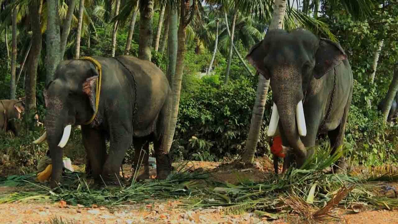 Peroorkkada pooram festival, Elephant pageantry, Trivandrum