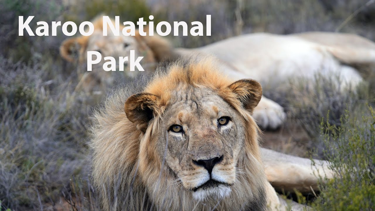 Karoo National Park - South Africa
