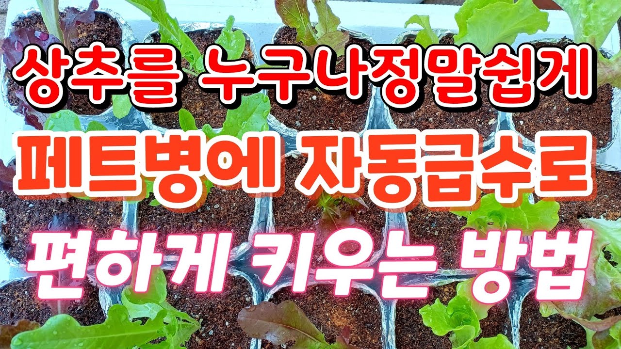 꽃보다상추 126                                 초보자도 자동급수로  페트병에 편하게 상추키우는 방법