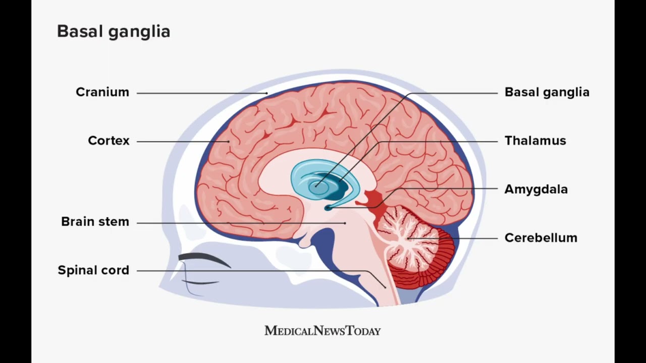 ADHD and Basal Ganglia Neuroscience