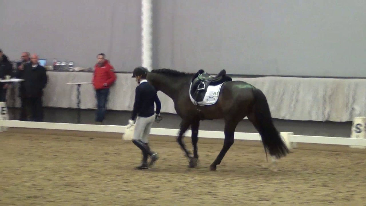 ESCAMILLO & Philipp Hess - Sporttest f. 4j. Dressurhengste