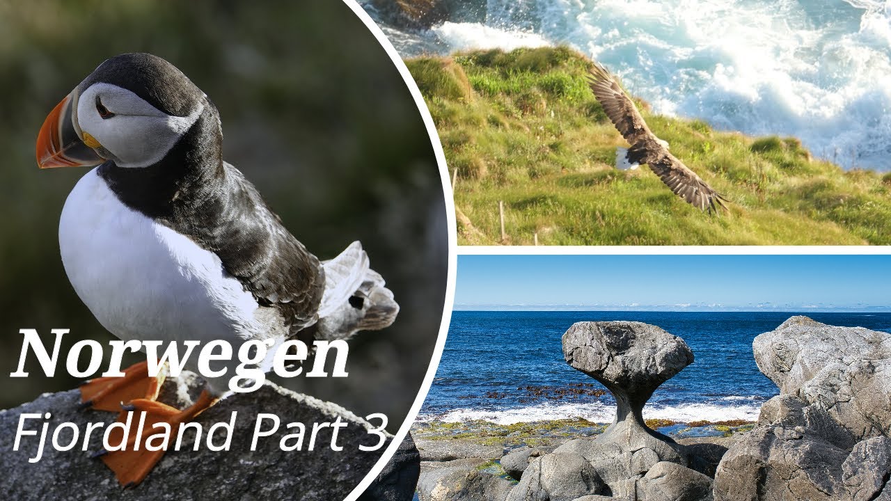 Norwegen, Norway-Der Süden-Fjordland- # 3: Vogelinsel Runde - Papageitaucher (Puffins); Kannesteinen