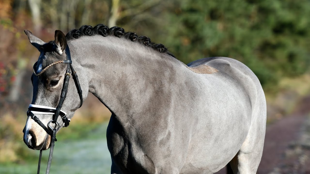 Qualitätsvolles Nachwuchspony v. Dating AT - Caramel 2022* 146 cm  Wallach 