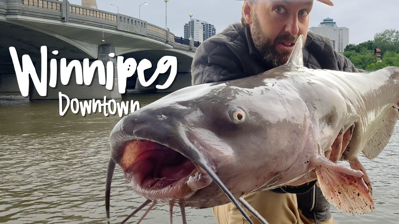 BIG Catfish in Downtown Winnipeg! 🌆 🎣 Urban Fishing Adventure