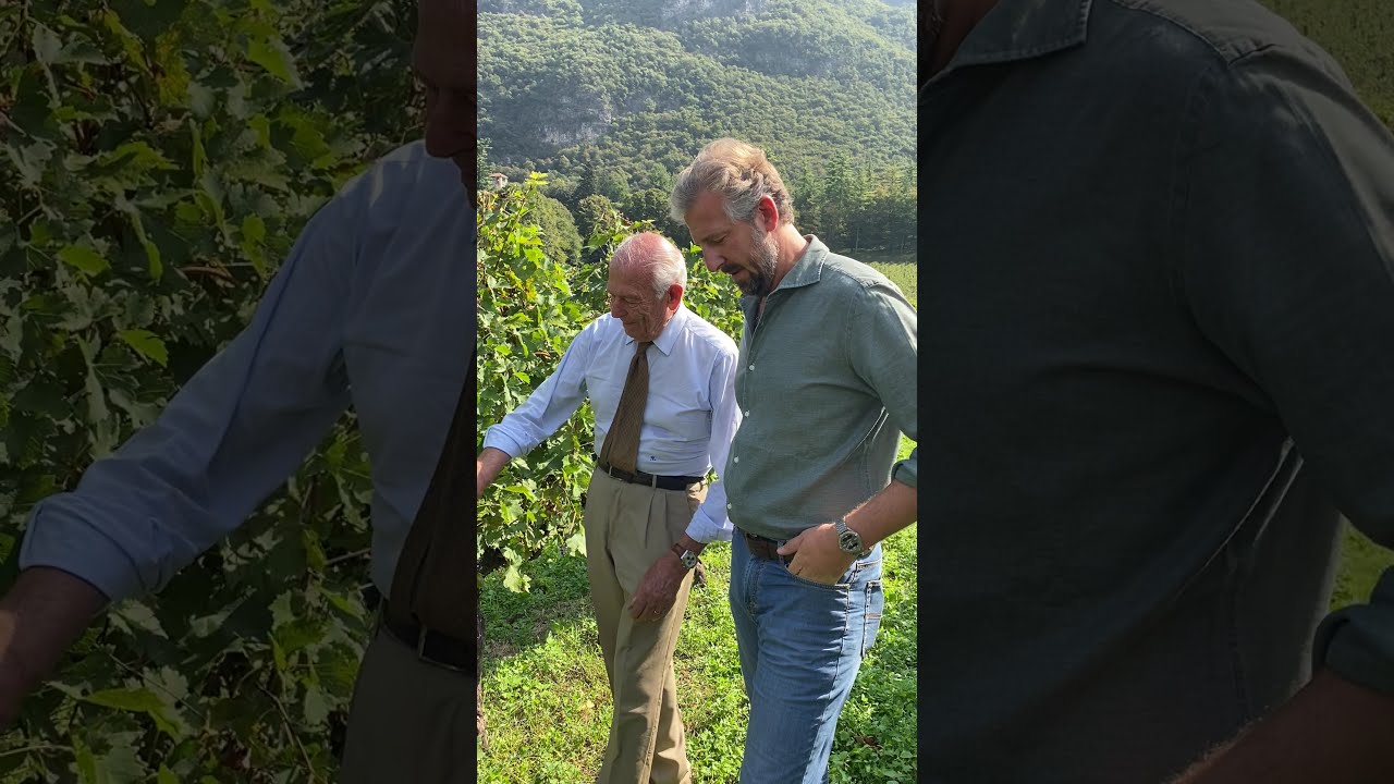 Il Marchese Carlo Guerrieri Gonzaga nel campo di Sauvignon