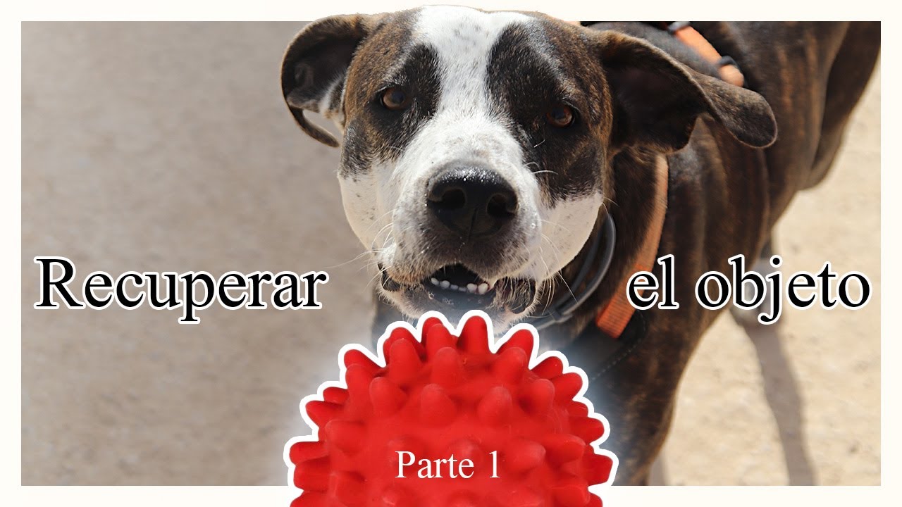 Recuperar el juguete y otras cuestiones - Evaluación parte 1- Fundamentos del aprendizaje en perros