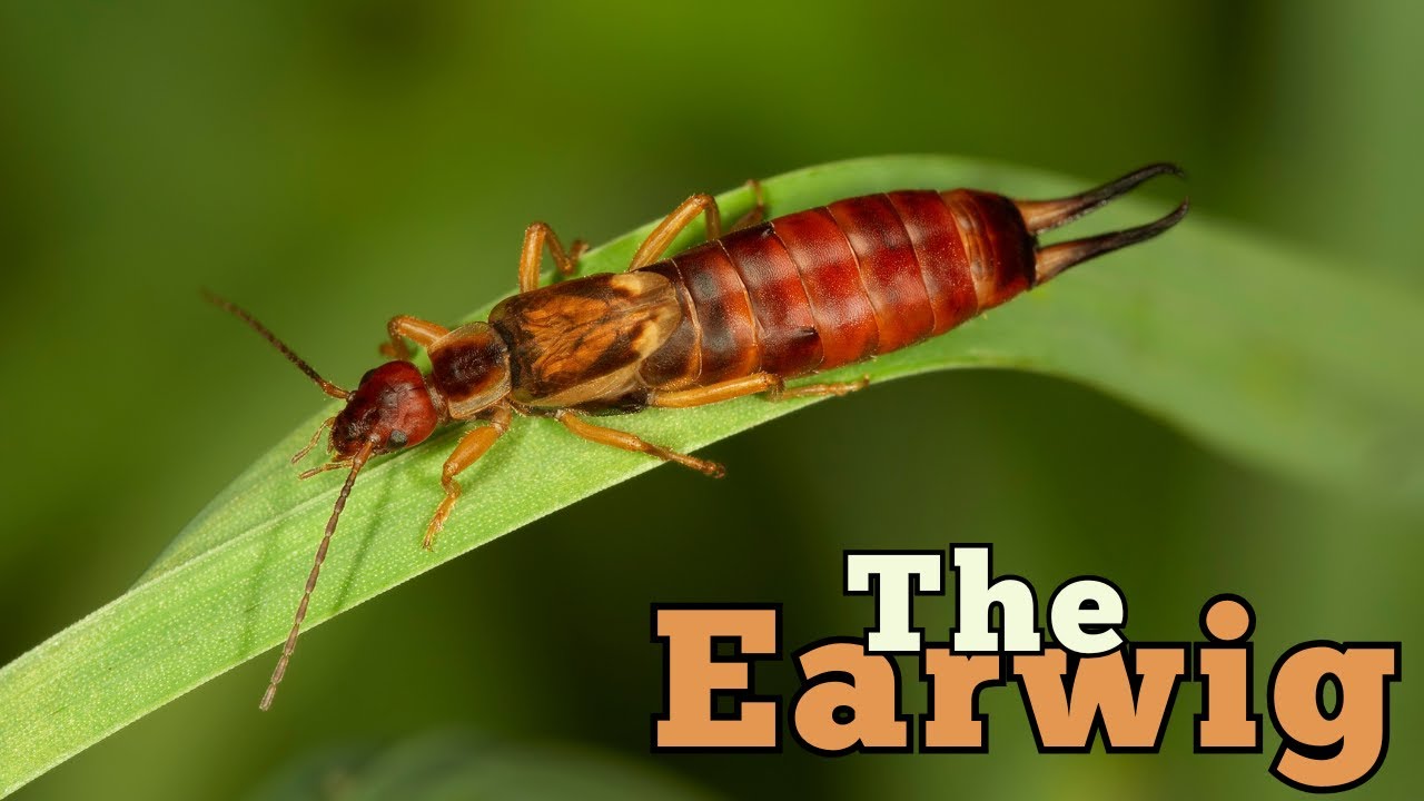 Earwigs: The Mystery Behind Those Pincers