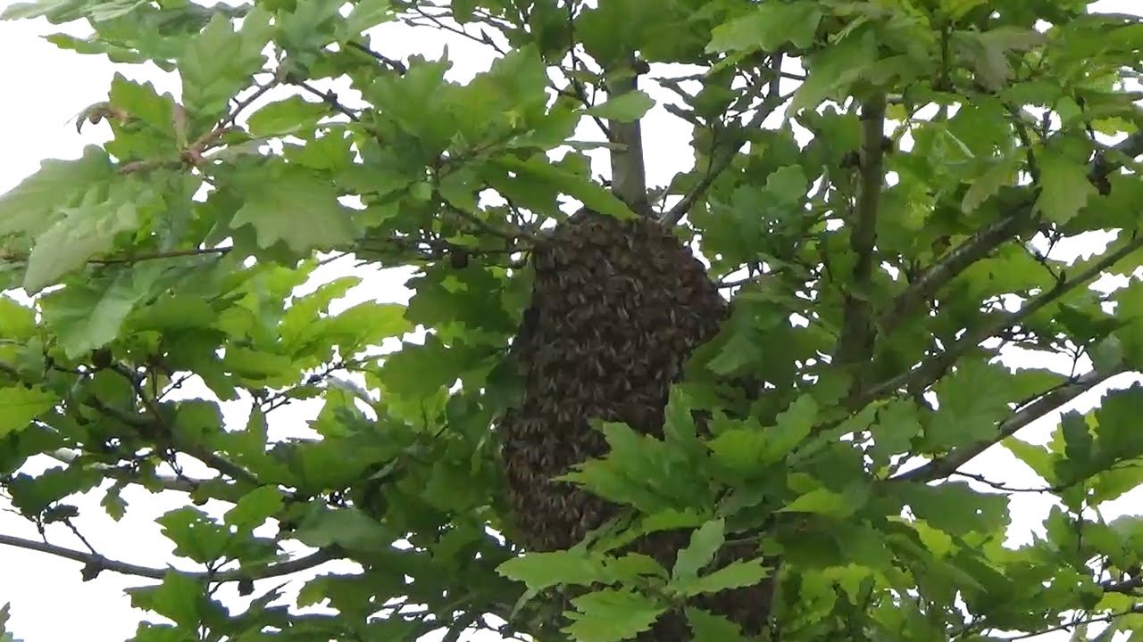 Giving a swarm a home