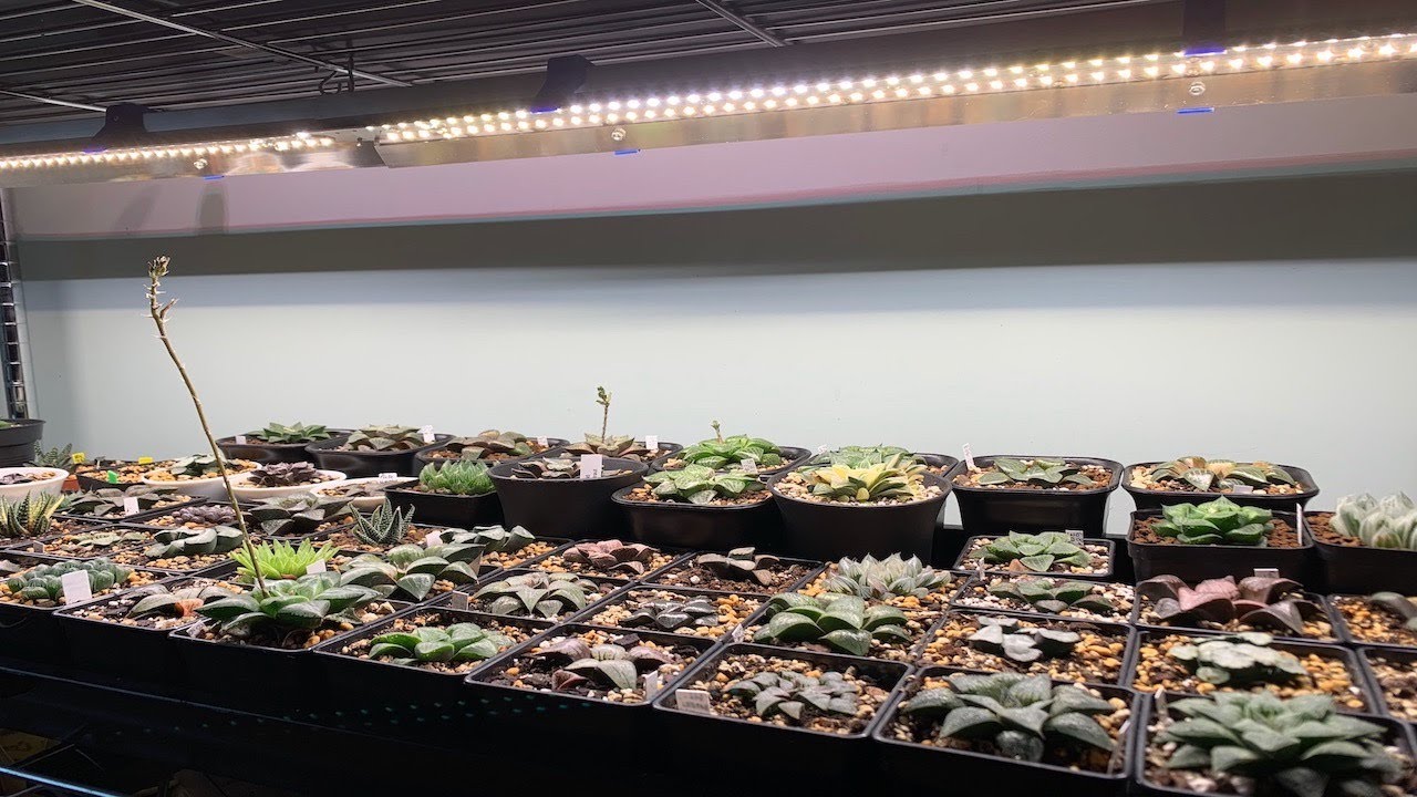 Plantes sous LEDs - Ep 01 - Introduction